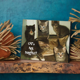 KATZEN SIND UNBEDINGT FOTOPLATTE