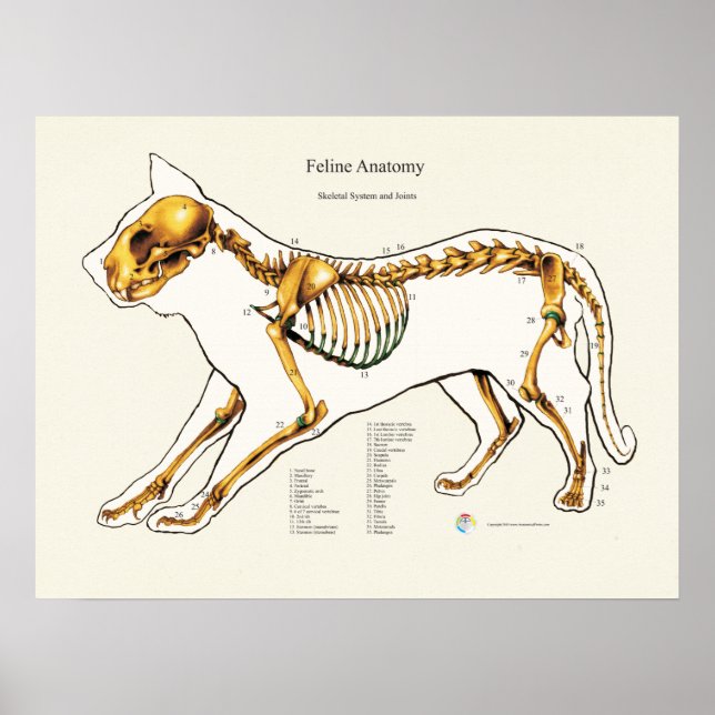 Katzen Skelettale Gemeinsame Übersicht über die An Poster (Vorne)