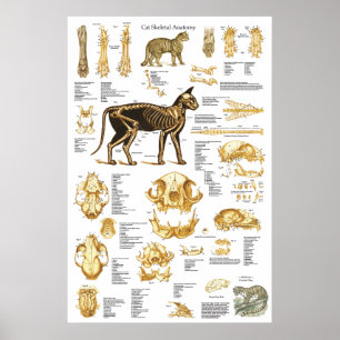 Katzen-skelettartiges Schädel-Anatomie-Plakat 24 x Poster