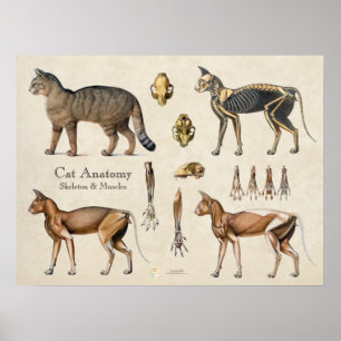 Katzen Skelettmuskulatur Anatomie Poster