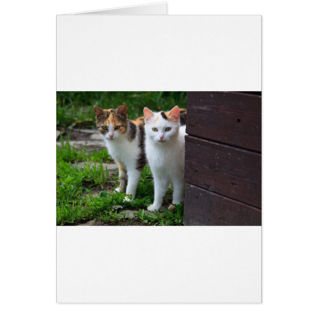 Katzen spielen (Vorne)