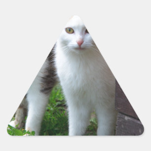 Katzen spielen dreieckiger aufkleber