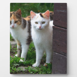 Katzen spielen fotoplatte