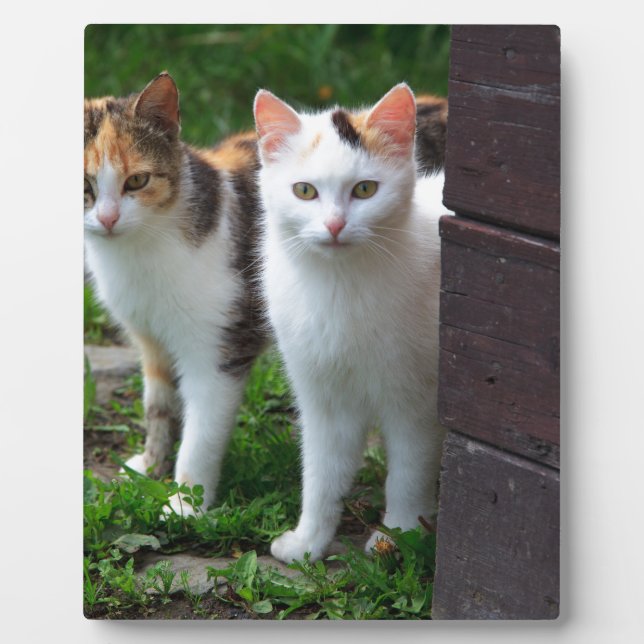 Katzen spielen fotoplatte (Vorderseite)