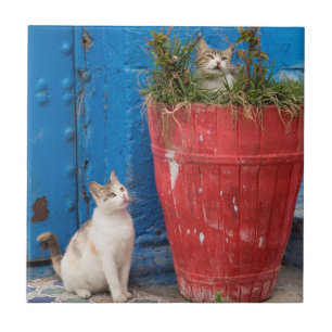 Katzen spielen herum, Rabat, Marokko Fliese