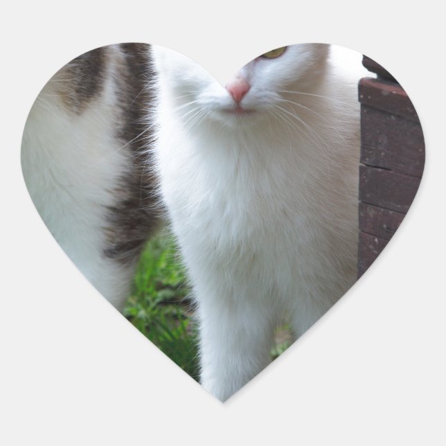 Katzen spielen Herz-Aufkleber (Vorderseite)