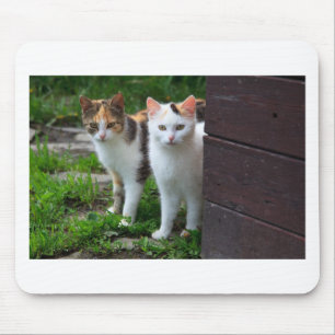 Katzen spielen mousepad