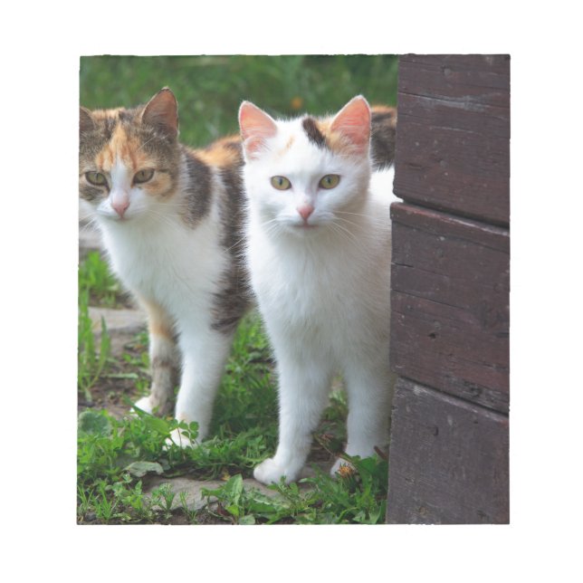 Katzen spielen notizblock (Vorderseite)