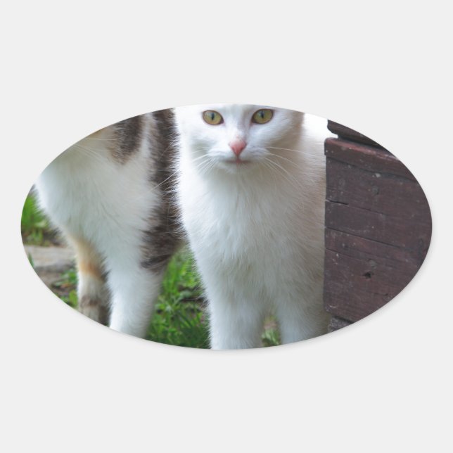 Katzen spielen ovaler aufkleber (Vorderseite)