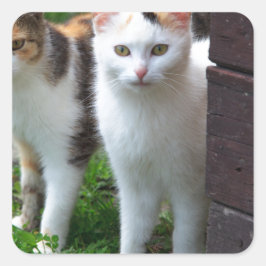 Katzen spielen quadratischer aufkleber