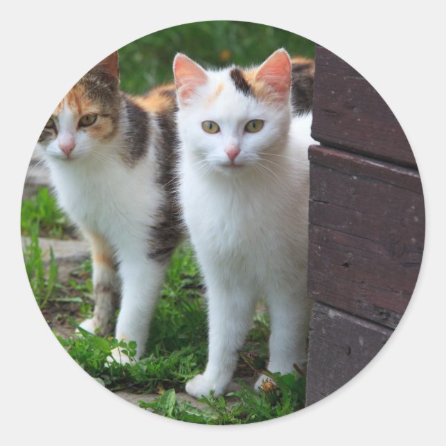 Katzen spielen runder aufkleber (Vorderseite)