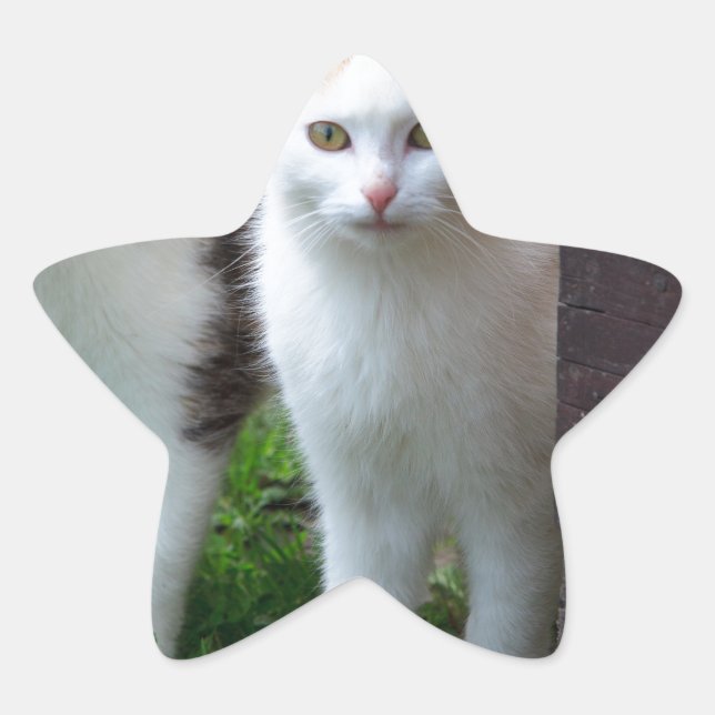 Katzen spielen  Stern-Aufkleber (Vorderseite)
