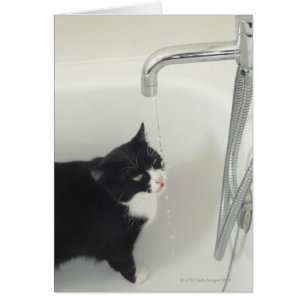 Katzen trinken Wasser aus einem Stich