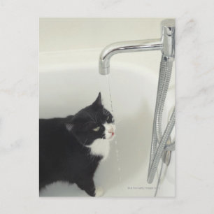 Katzen trinken Wasser aus einem Stich Postkarte