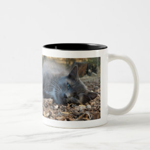 Katzen u. Nickerchen-schläfrige schattige Tasse