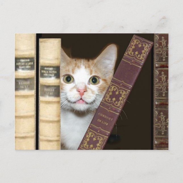 Katzen und Bücher Postkarte (Vorderseite)