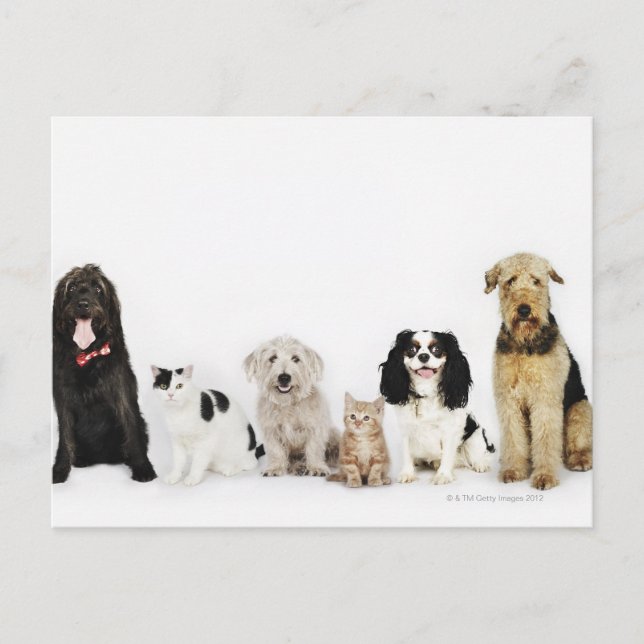 Katzen und Hunde Postkarte (Vorderseite)