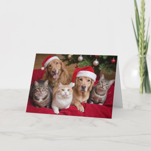 Katzen und Hunde Weihnachtskarte Karte (Vorderseite)