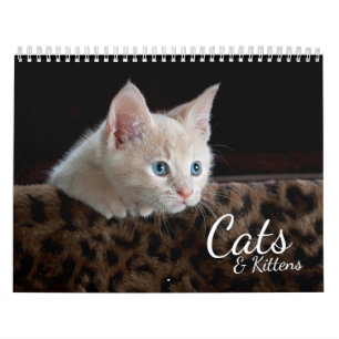 Katzen und Kätzchen Foto Kalender