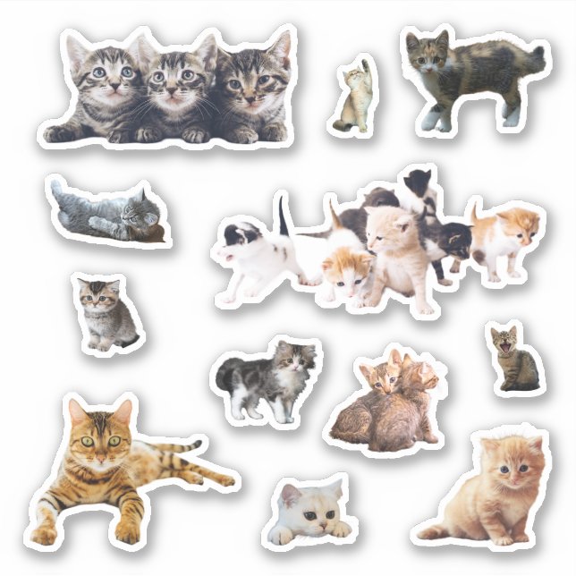 Katzen und Kätzchen Fotos Set Kontur Aufkleber (Vorderseite)