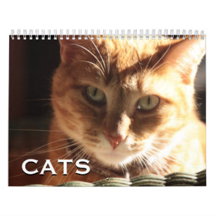 Katzen und Kätzchen Kalender