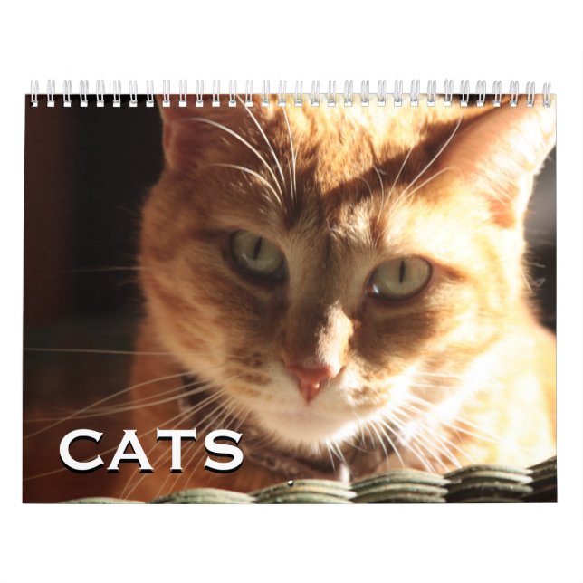 Katzen und Kitten Kalender (Titelbild)