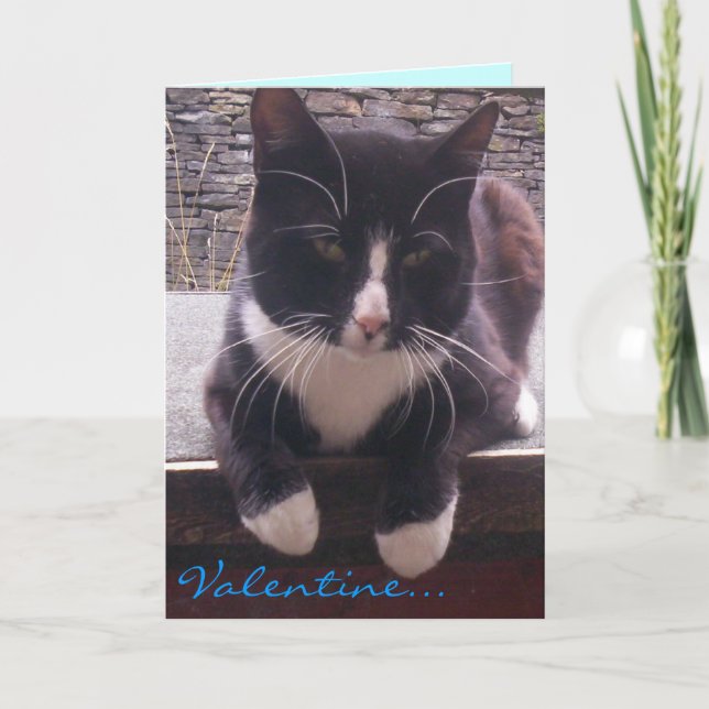 Katzen-Valentinstag-Karte Feiertagskarte (Vorderseite)
