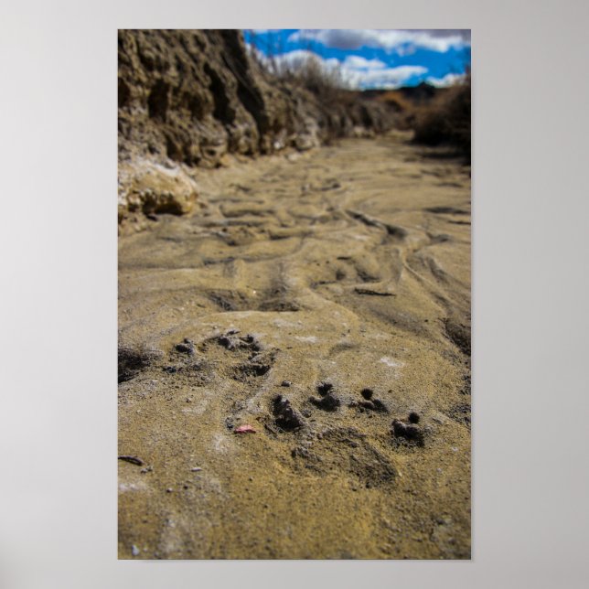 Katzen von Badlands Poster (Vorne)