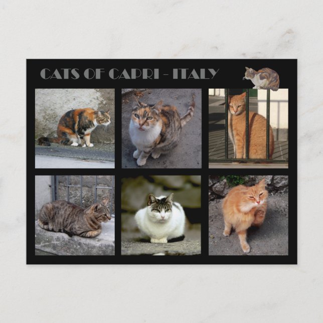 Katzen von Capri - Italien Postkarte (Vorderseite)