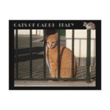 Katzen von Capri, Rotorange-Tabbierkatze - Italien