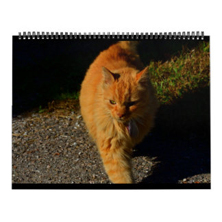 Katzen von Vermont 2024 Kalender