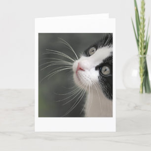 Katzen Whiskerkarte Karte