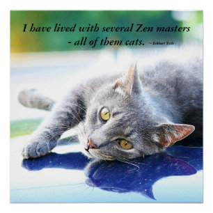 Katzen-Zen-Meister Poster