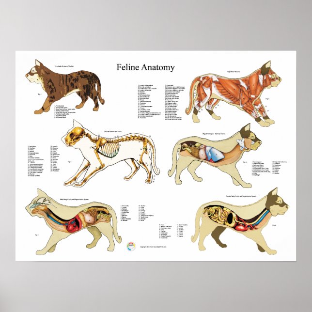 Katzenanatomie-Plakatwand Poster (Vorne)