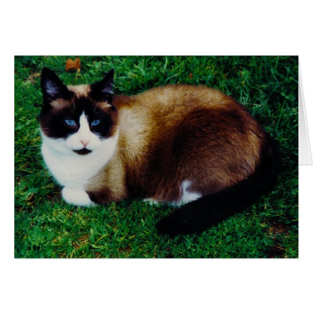 Katzenartige Schönheit (Vorderseite (Horizontal))