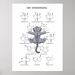 Katzenattraktion Poster