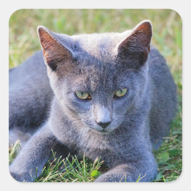 Katzenaufkleber Quadratischer Aufkleber (Vorderseite)