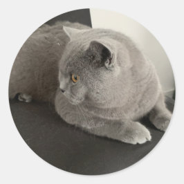 Katzenaufkleber Runder Aufkleber