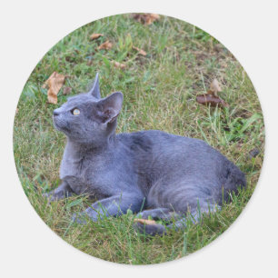 Katzenaufkleber Runder Aufkleber