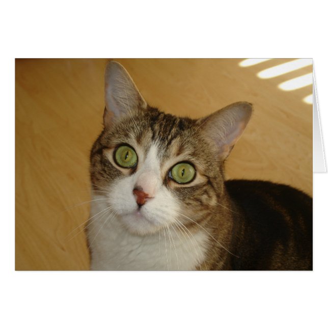 Katzenaugen (Vorderseite (Horizontal))