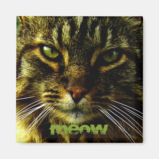Katzenaugen Hypnotisierung des Fotos Magnet (Vorne)