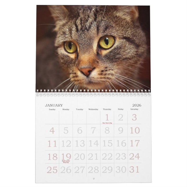 Katzenaugen Kalender (Jan 2026)