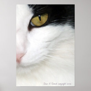 Katzenaugen-Plakat Poster