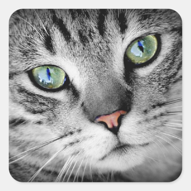 Katzenaugen Quadratischer Aufkleber (Vorderseite)