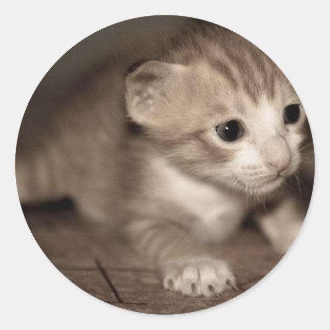 Katzenbaby 2 runder aufkleber (Vorderseite)