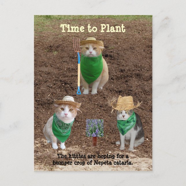 KatzenBauern, die Catmint pflanzen. Postkarte (Vorderseite)