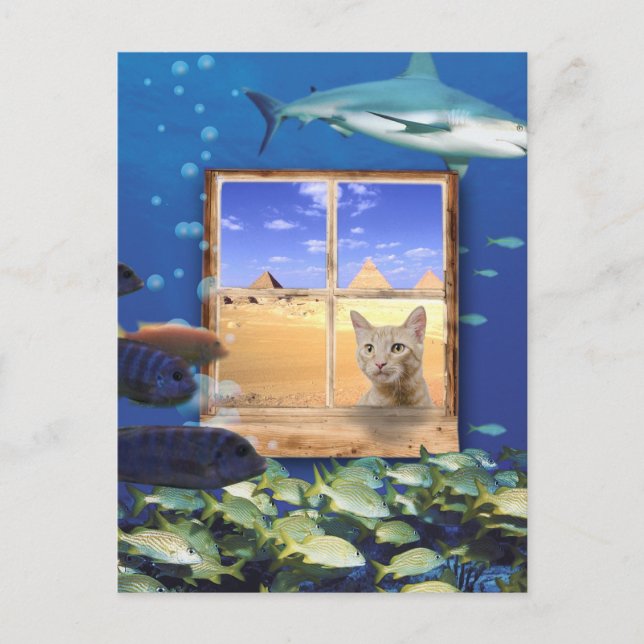 Katzenbeobachtung Fische unter dem Meer Postkarte (Vorderseite)