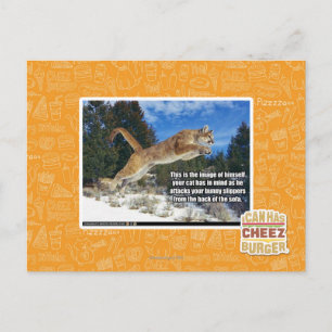 Katzenbild Postkarte