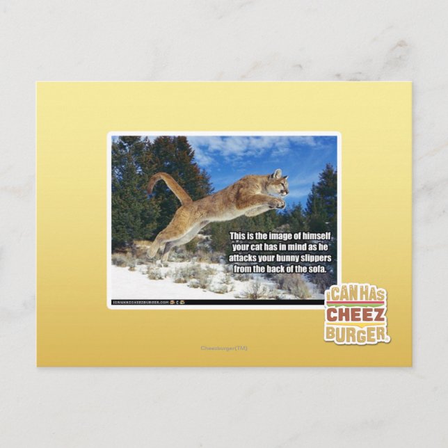 Katzenbild Postkarte (Vorderseite)