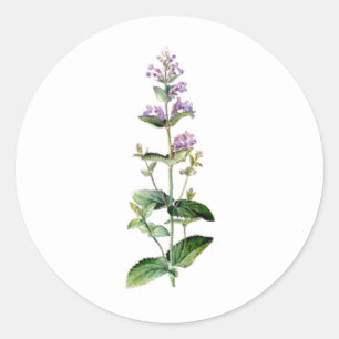 Katzenbiss, Kräuterzweig, Pflanze, lila Blume Runder Aufkleber